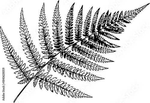 Detailed botanical illustration of a fern frond with intricate leaf structures and branching pattern design