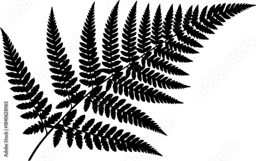 Silhouette of a fern frond with detailed leaflets extending from the central stem in black and white style
