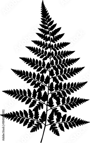Detailed silhouette of a fern frond with intricate leaf patterns against a white background visual