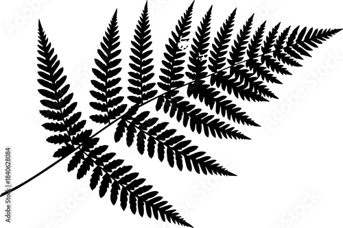 Silhouette of a fern frond with multiple leaflets extending from a central stem on a white background