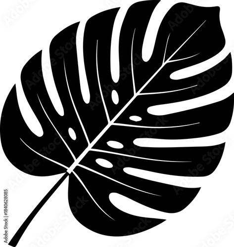 Isolated black and white monstera deliciosa leaf with distinct fenestrations and a prominent central vein