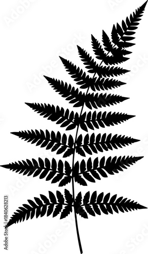 Silhouette of a fern frond with multiple leaflets extending from a central stem on a white background