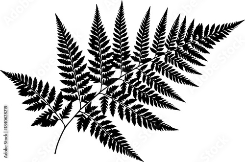 Silhouette of a fern frond with intricate leaf details and a stem against a white background showing nature