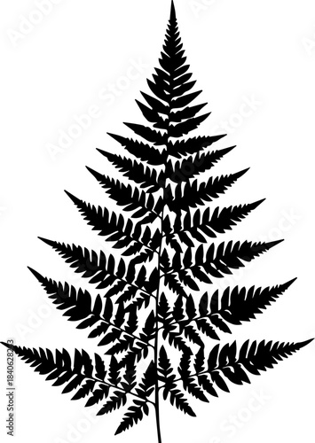 Detailed silhouette of a fern frond with intricate leaf patterns against a white background isolated view