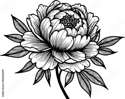 Detailed line art drawing of a blooming peony flower with leaves and stem in black and white style image