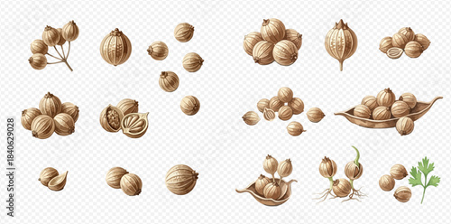 Set of fresh coriander seeds and dry spice in various forms for cooking and seasoning.