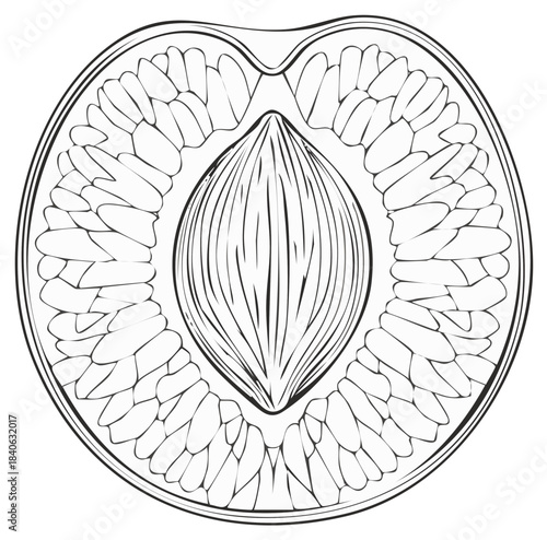 Peach fruit cross section line art revealing inner seed and segmented flesh texture