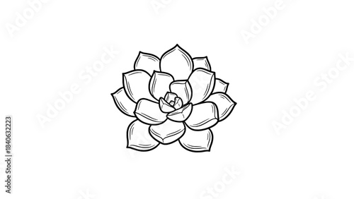 Line art succulent rosette illustration – black outline vector drawing