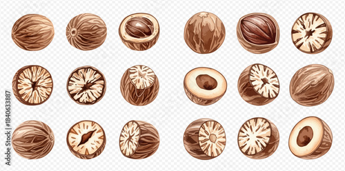 Set of whole and cut nutmeg seeds, a common spice used in cooking and baking.