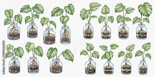Watercolor illustration of various green monstera plants growing in glass jars with visible roots.