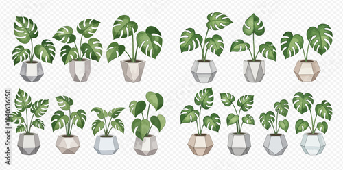 Collection of various potted monstera and house plants with green leaves in decorative geometric pots.