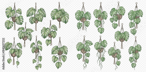 Set of hanging green potted plants, including monstera and pothos, in macrame hangers for home decor.