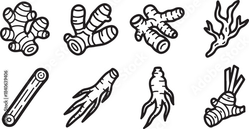 Various types of ginger root illustrations