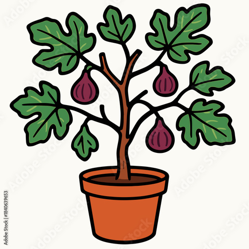 Pruned fig tree in pot