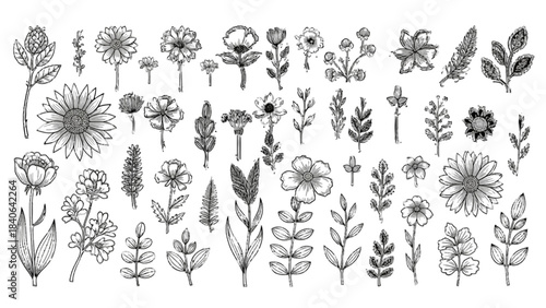 A large collection of botanical hand drawn flower and leaf illustrations for design