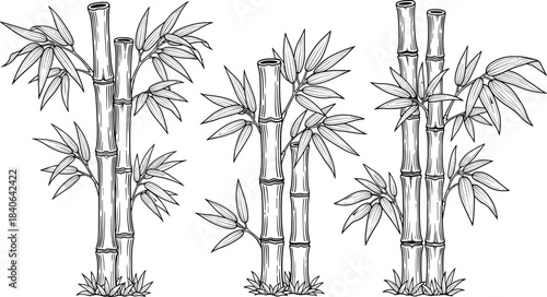 Hand-Drawn Detailed Black and White Outline Set of Bamboo Stalks and Leaves, Ideal for Oriental Art, Nature Borders, Eco-Friendly Templates, and Asian Culture Graphic Design