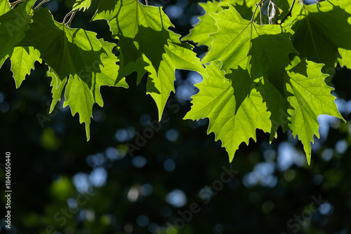 Bright Green Maple Leaves in Sunlight – Closeup of Fresh Foliage Against Blur...