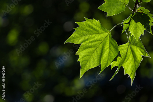 Bright Green Maple Leaves Bathed in Sunlight Against a Soft, Out-of-Focus For...