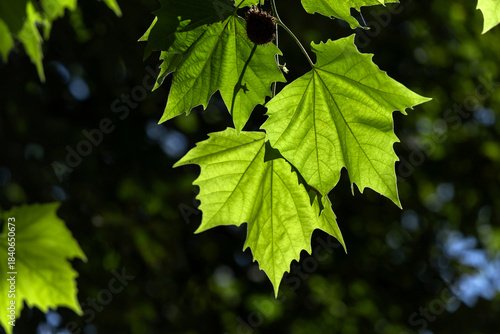 Bright Green sycamore Leaves in Sunlight Against Dark Background for Nature, ...