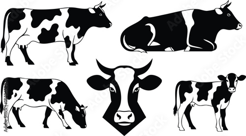 Flat silhouette vector set of five black and white holstein cow poses including head close up standing grazing and lying side view on white isolated background
