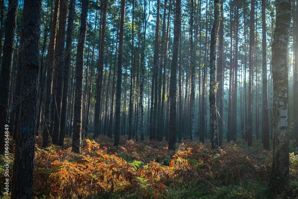 Obraz premium Sunlight breaks through a dense pine forest