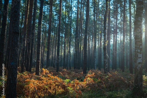 Sunlight breaks through a dense pine forest
