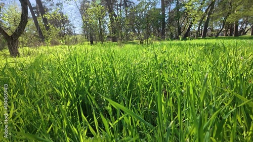 Slow forward motion over fresh green grass with spring greenery in the background.