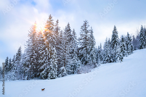 Winter panorama of forest with snow covered trees. Beautiful winter mountains landscape