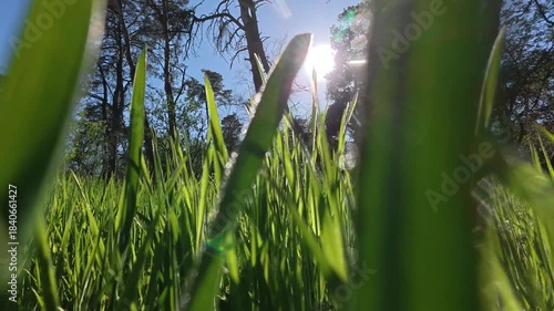 Smooth forward movement over lush grass and bright spring greens.