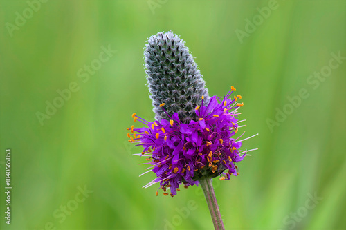 purple prairie coneflower closeup