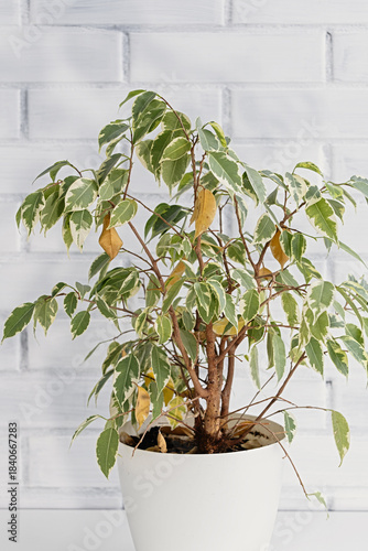 stressed variegated ficus benjamina in white pot against brick wall