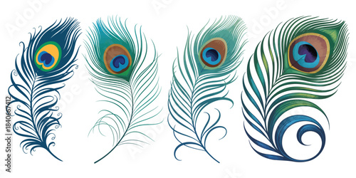 Peacock feather isolated on white background for vector illustration design, a beautiful black bird feather element for decoration ornament art