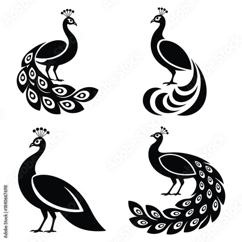 Set of black and white vector peacock and swan feathers illustration drawing silhouette symbol