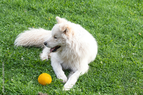 samoyed dog resting on green grass with yellow ball