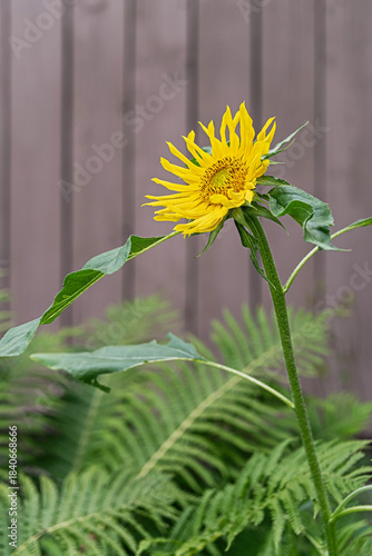 single yellow sunflower in garden on blurred fence background