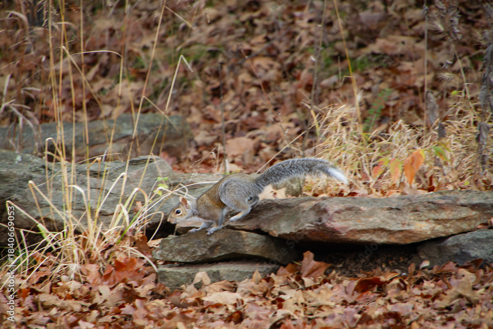 Obraz premium Eastern Gray Squirrel or Sciurus carolinensis in motion, jumping off of rocks in a forest.