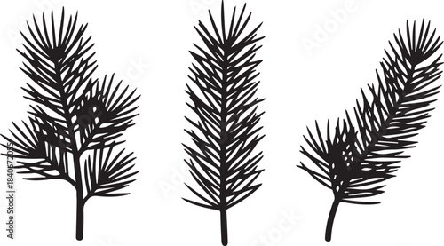 Three Pine Tree Branches Illustration Set on Transparent Background
