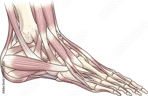 Detailed anatomical illustration of the human foot muscles and tendons