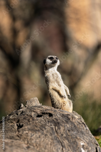 Meerkat on guard atop a log with a blurred natural background