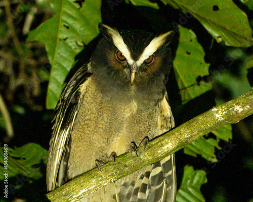 Crested Owl at night in Costa Rica