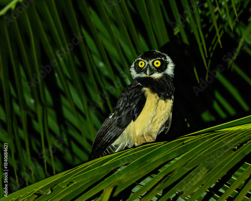 Spectacled Owl at night in Costa Rica