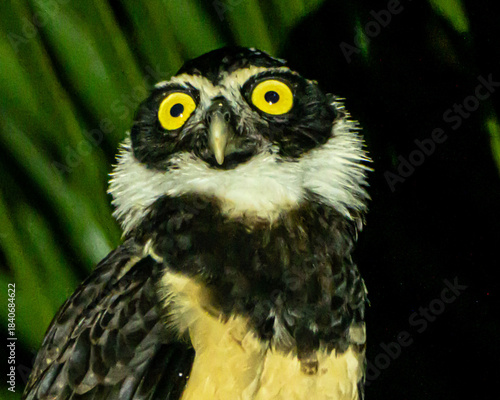 Spectacled Owl at night in Costa Rica