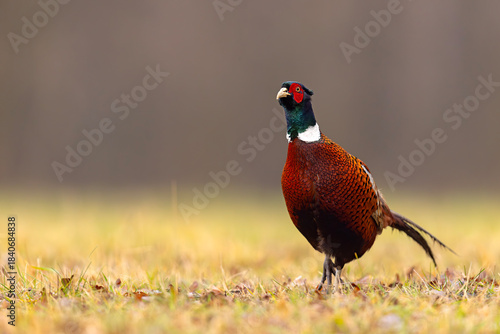 Wallpaper Mural Bażant (Phasianus colchicus) Torontodigital.ca