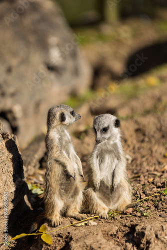 Two Meerkats Face to Face in a Communicative Pose on Natural Ground