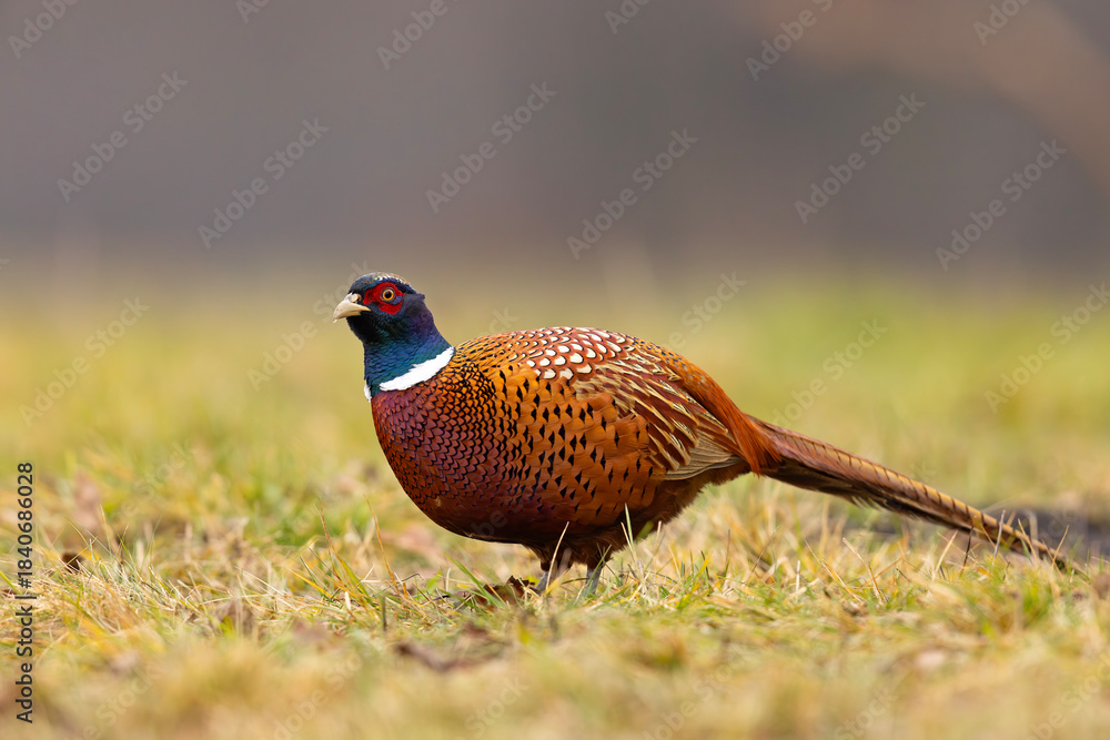 Fototapeta premium Bażant (Phasianus colchicus)