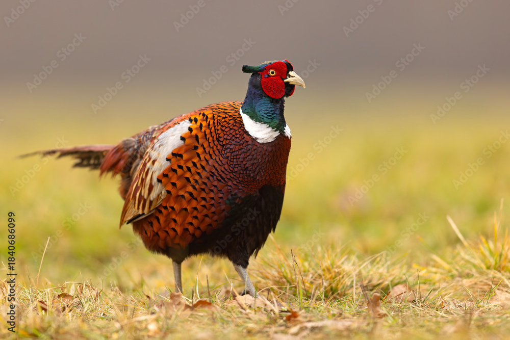 Fototapeta premium Bażant (Phasianus colchicus)