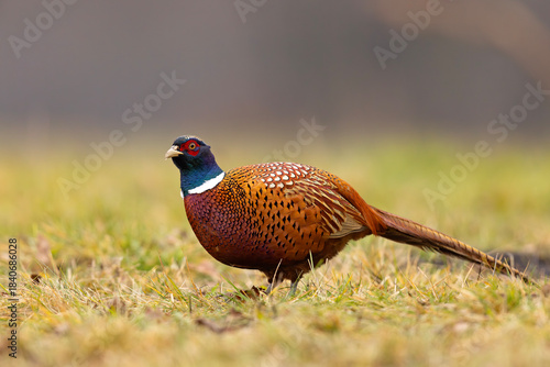 Wallpaper Mural Bażant (Phasianus colchicus) Torontodigital.ca