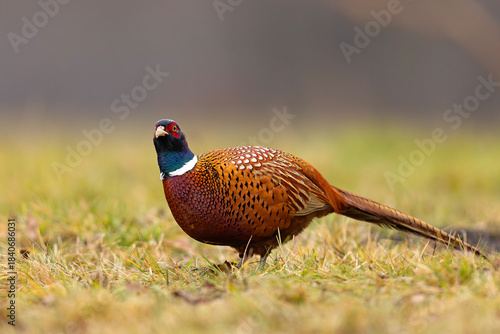 Bażant (Phasianus colchicus)