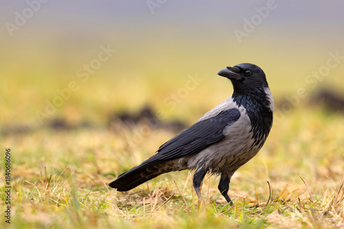 Wrona zwyczajna (Corvus corone)