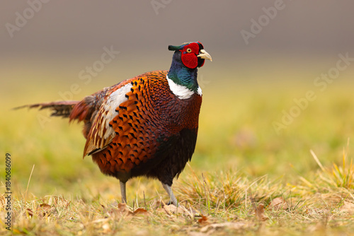 Bażant (Phasianus colchicus)